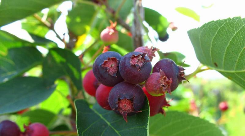 Baya de serviceberry: beneficios y daños para el organismo.