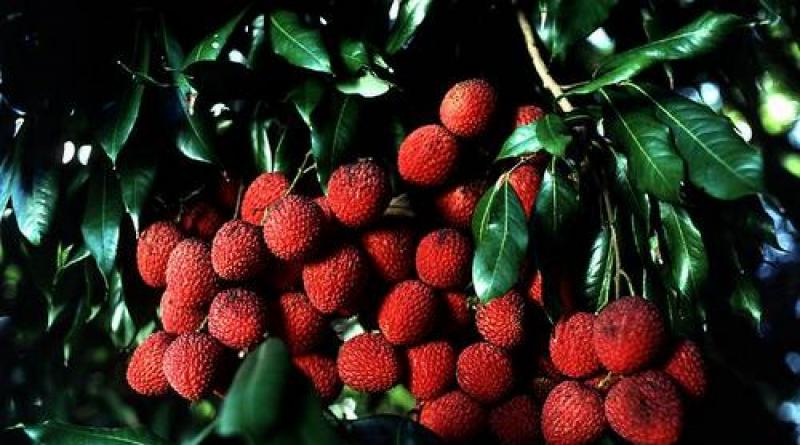 Video: Lychee fruit: where and how