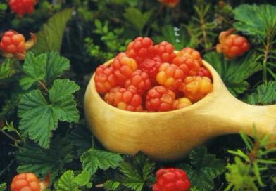 Cloudberries neden faydalıdır: tıbbi özellikleri ve kontrendikasyonları