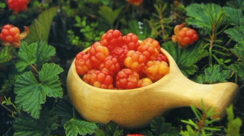 Why cloudberries are useful: medicinal properties and contraindications