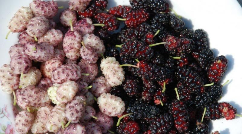 Mulberry mulberry useful properties planting and care