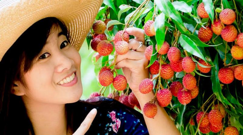 Lychee fruit: beneficial properties, harm, how to eat, calorie content