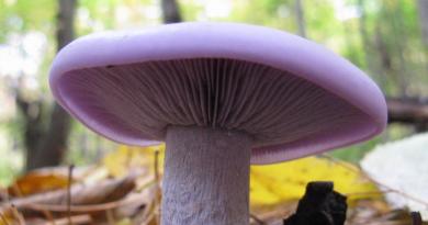 Varieties of row mushroom: photo and description