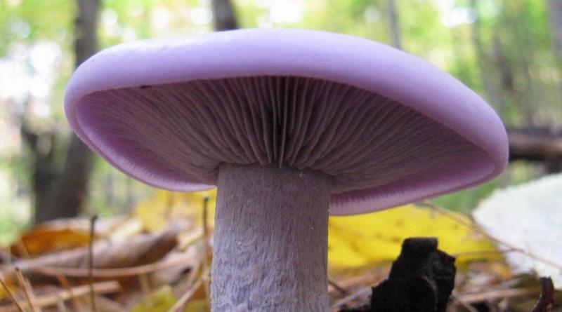 Разновидности гриба рядовки: фото и описание