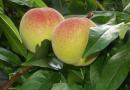 Персикове дерево: фото та опис
