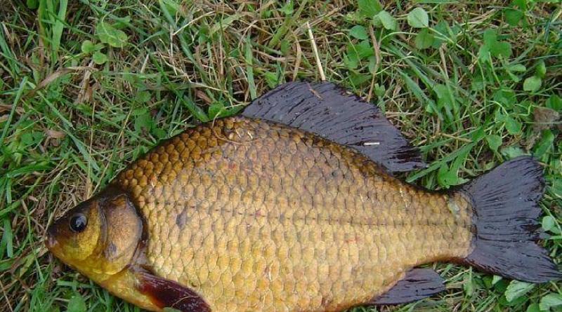 What to feed crucian carp in a pond at home?