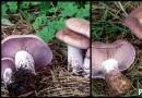 Edible row mushrooms - photo and description of what rows look like