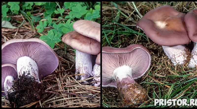 Edible row mushrooms - photo and description of what row mushrooms look like